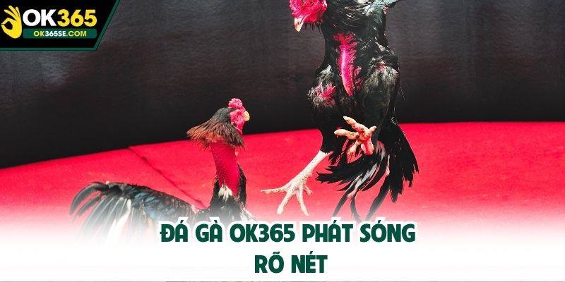 Đá gà OK365 phát sóng rõ nét