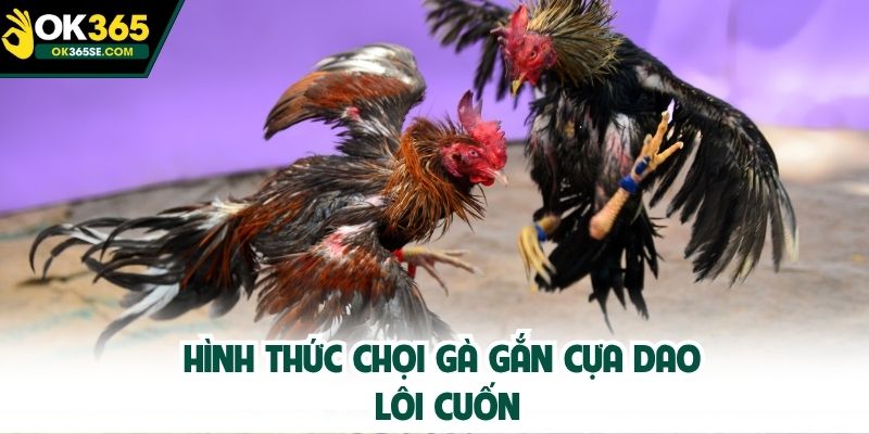 Hình thức chọi gà gắn cựa dao lôi cuốn