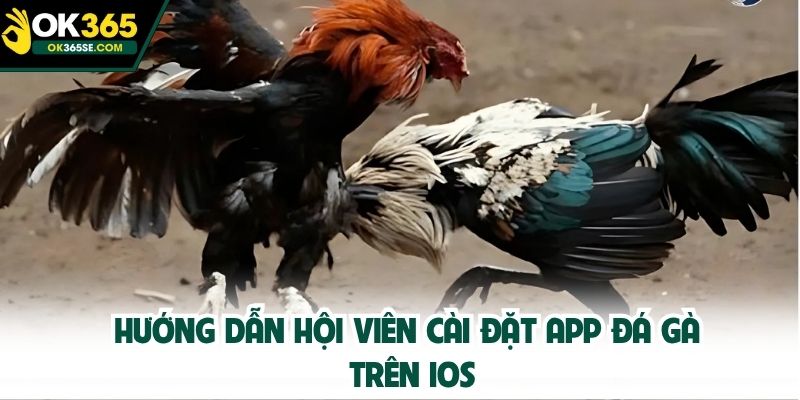 Hướng dẫn hội viên cài đặt app đá gà trên IOS