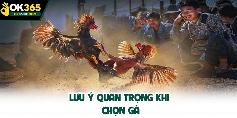 Lưu ý quan trọng khi chọn gà