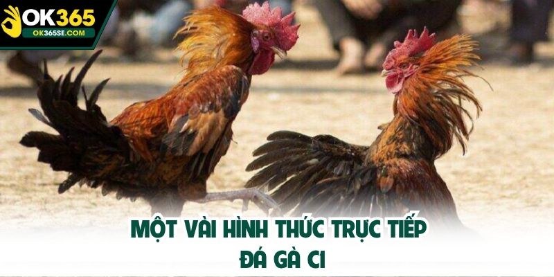 Một vài hình thức trực tiếp đá gà C1