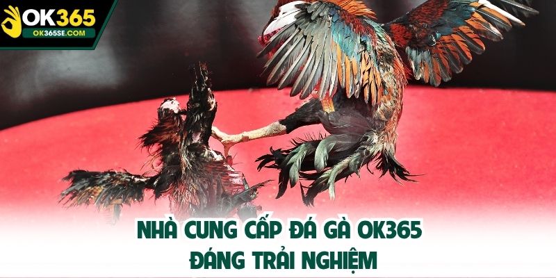 Nhà cung cấp đá gà Ok365 đáng trải nghiệm