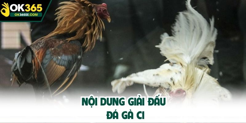 Nội dung giải đấu đá gà C1