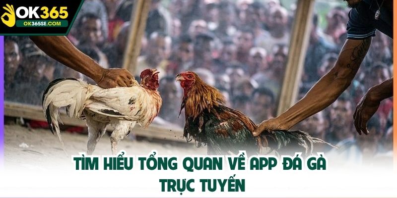 Tìm hiểu tổng quan về app đá gà trực tuyến