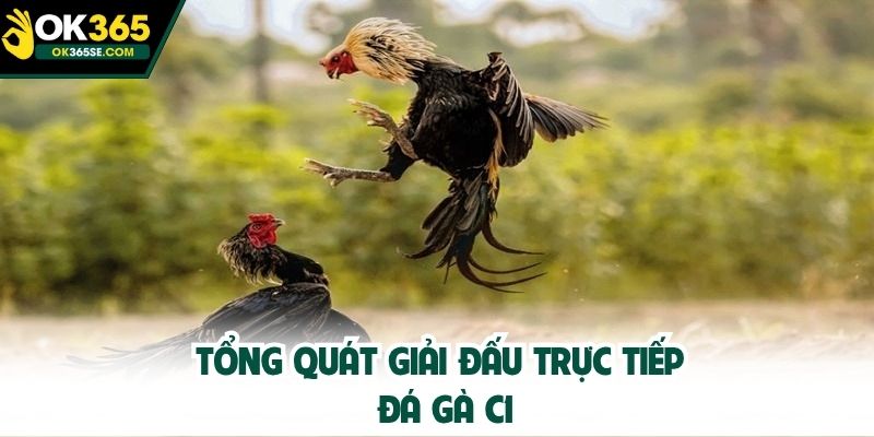 Tổng quát giải đấu trực tiếp đá gà C1